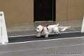 IMG_9559