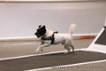 IMG_6268