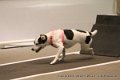 IMG_6497