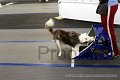 IMG_7601