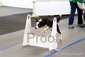 IMG_8534