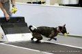 IMG_9254