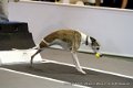 IMG_9260