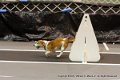 IMG_1415