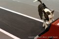 IMG_1700