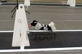 IMG_6341