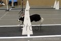 IMG_7501