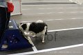 IMG_7736