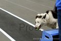 IMG_8007
