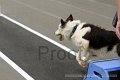 IMG_8009