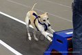 IMG_8041