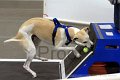 IMG_8054