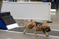 IMG_8155