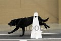 IMG_8602