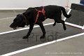 IMG_1134