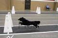 IMG_1386