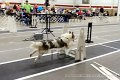 IMG_2520