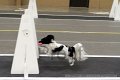IMG_3161