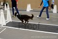 IMG_3745