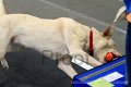 IMG_3774