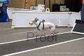 IMG_4050