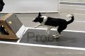IMG_4420