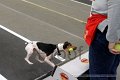 IMG_4774