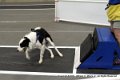 IMG_3974