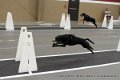 IMG_4559
