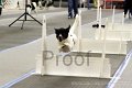 IMG_0781