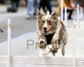 IMG_0931