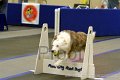 IMG_1231