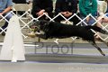 IMG_1339