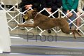 IMG_1374
