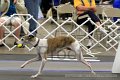IMG_1377