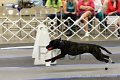 IMG_2070