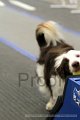 IMG_2154