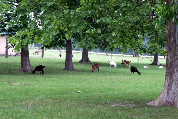 Click to see next picture