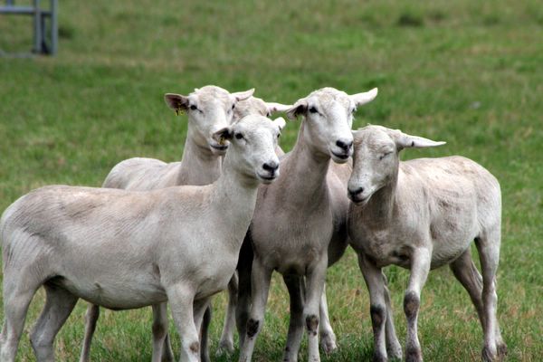 Click to see next picture