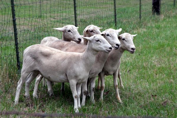 Click to see thumbs page