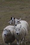 Click to see big picture (299x450 pixels; 26 KB))