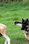 Click to see big picture (300x450 pixels; 26 KB)