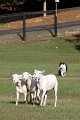 IMG_3185
